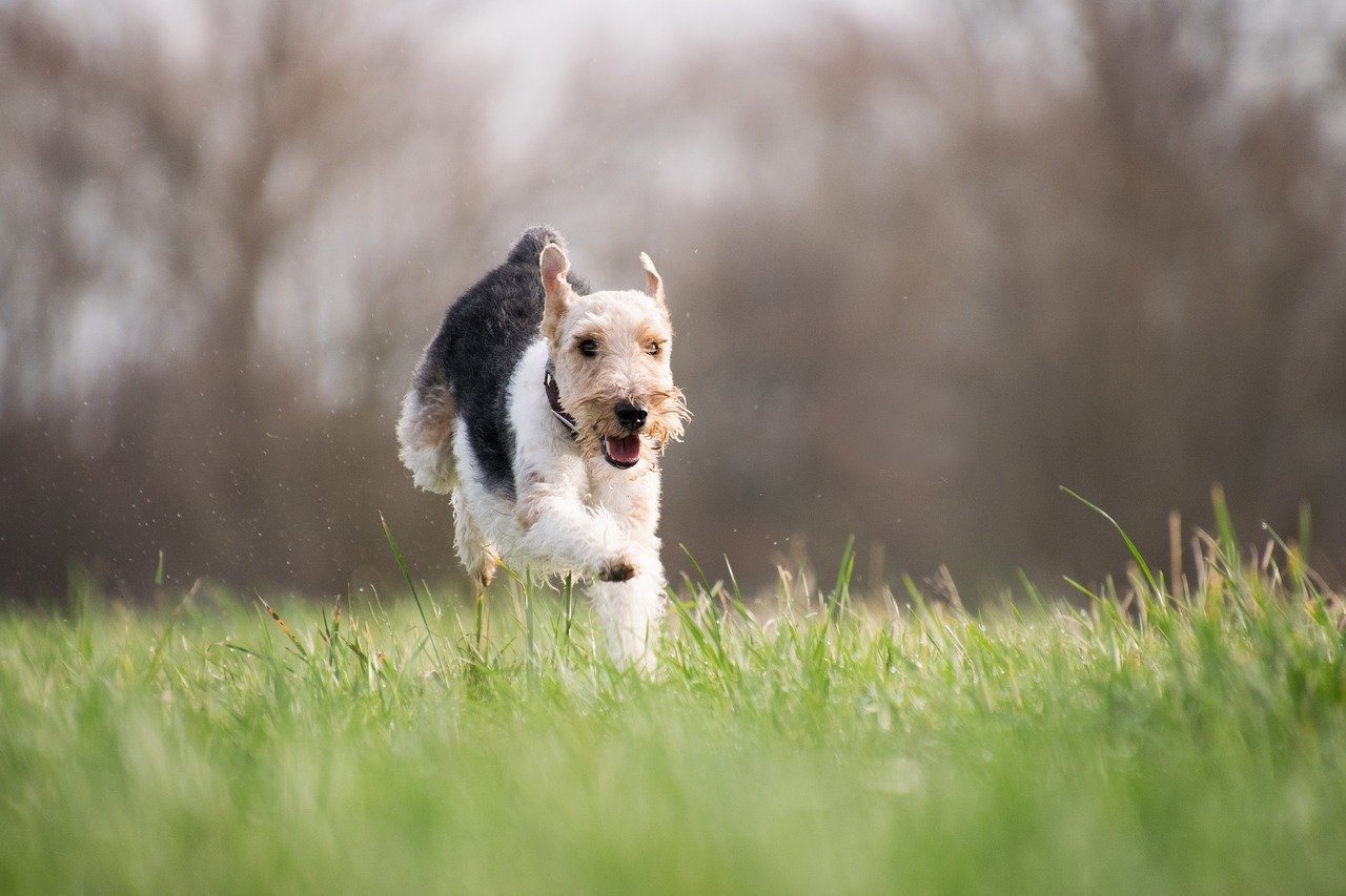 Psy aktywne – jak z nimi żyć na co dzień? 