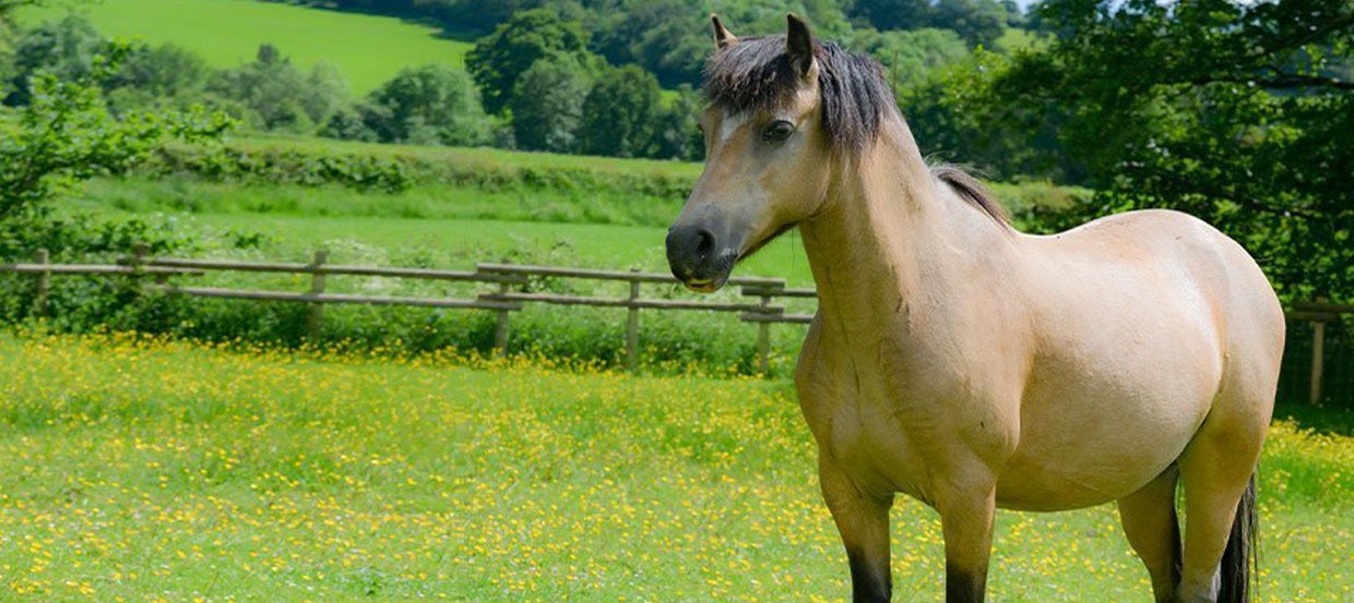 Gruby koń: przyczyny nadwagi i sposoby na schudnięcie