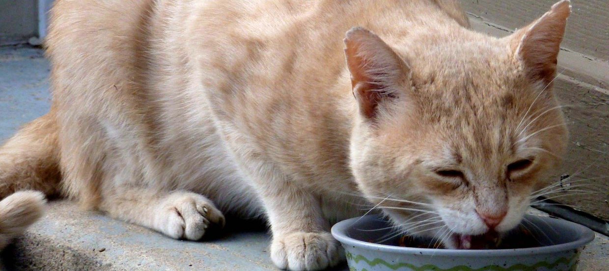 Jak często karmić kota?