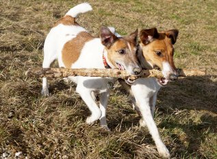 Jack Russell Terrier: mały piesek z wielkim ego