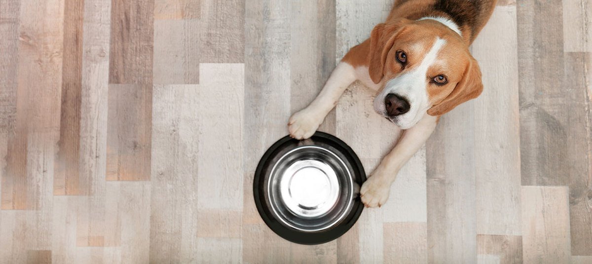 Ile razy dziennie karmić psa i o jakich porach?