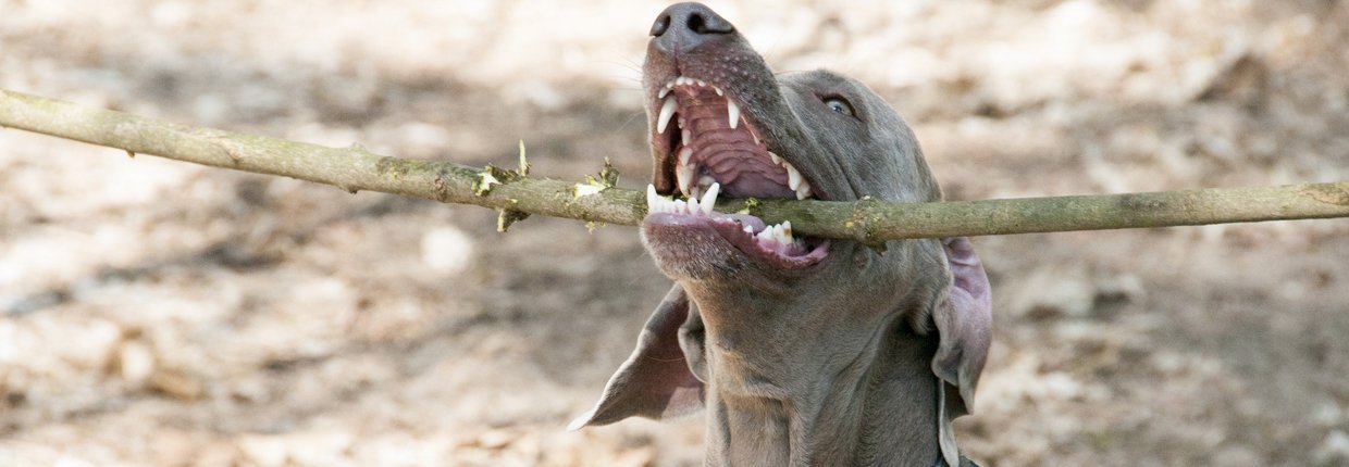 Jak dbać o psie zęby – kamień nazębny i inne problemy stomatologiczne u psa