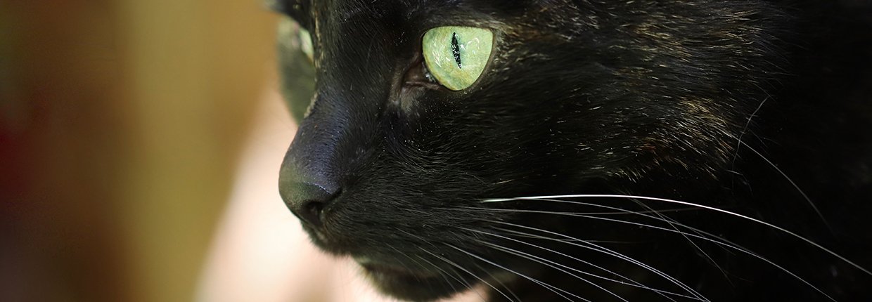 Twój kot kicha: przyczyny i możliwości leczenia
