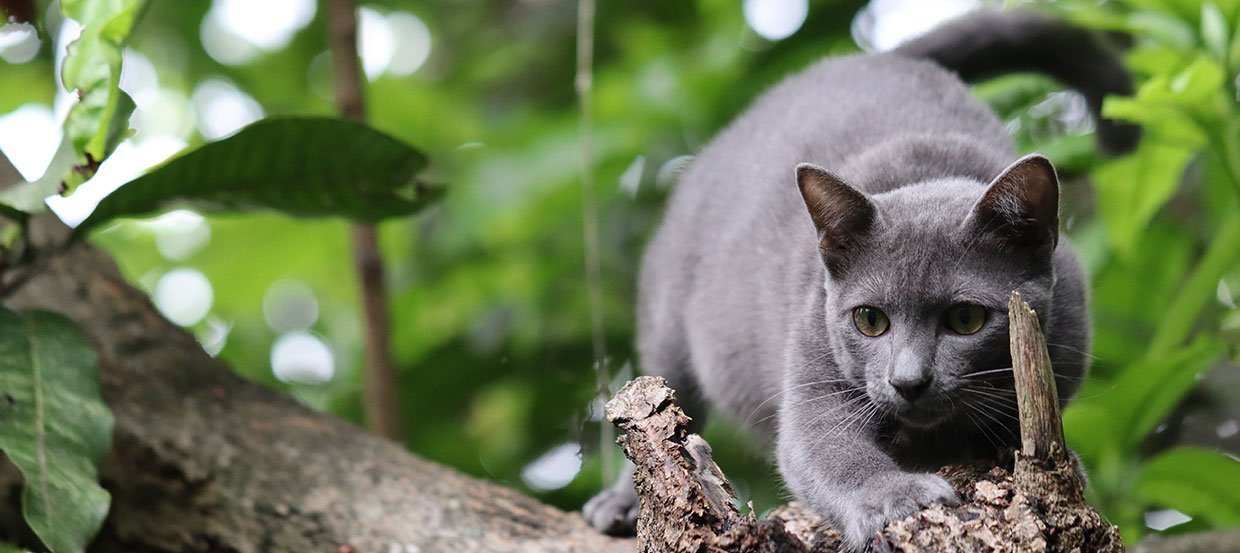 Korat: kot szczęścia rodem z Tajlandii