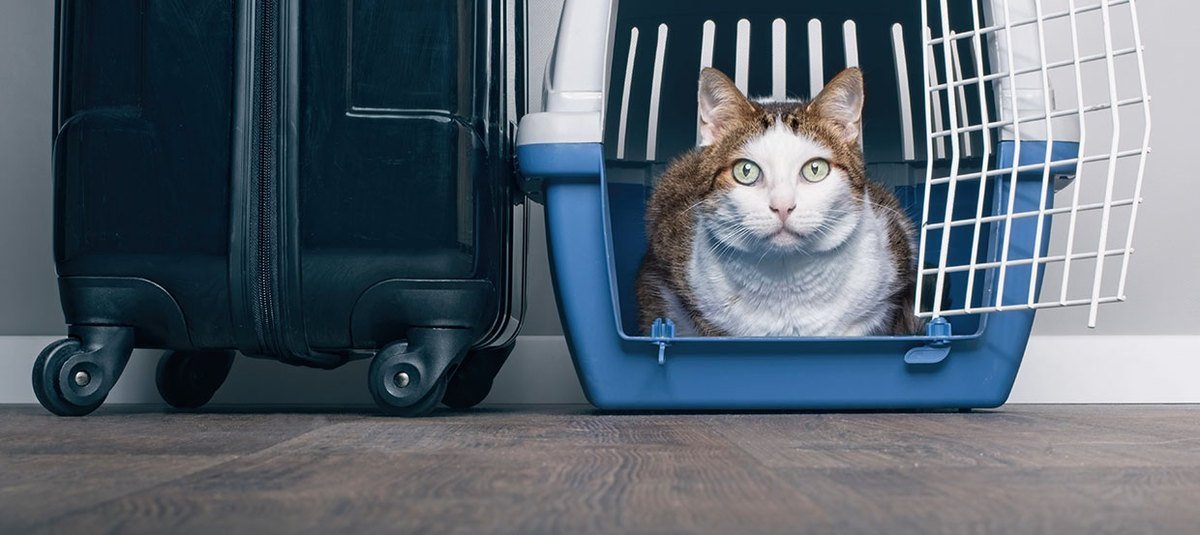 Wakacje z kotem: czy Twój mruczek to obieżyświat?