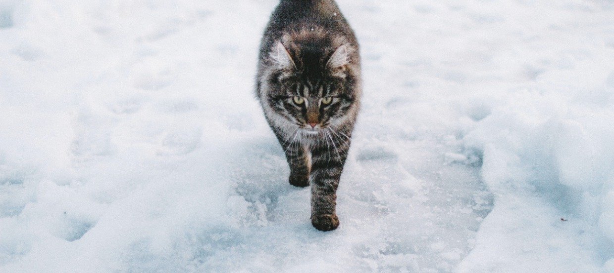 Kot zimą: jak chronić kota w zimnej porze roku?