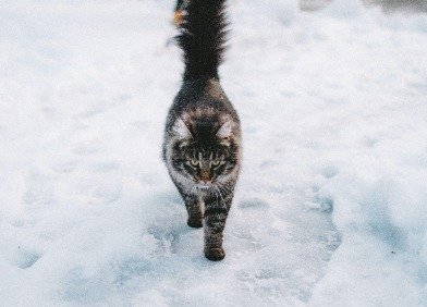 Kot zimą: jak chronić kota w zimnej porze roku?