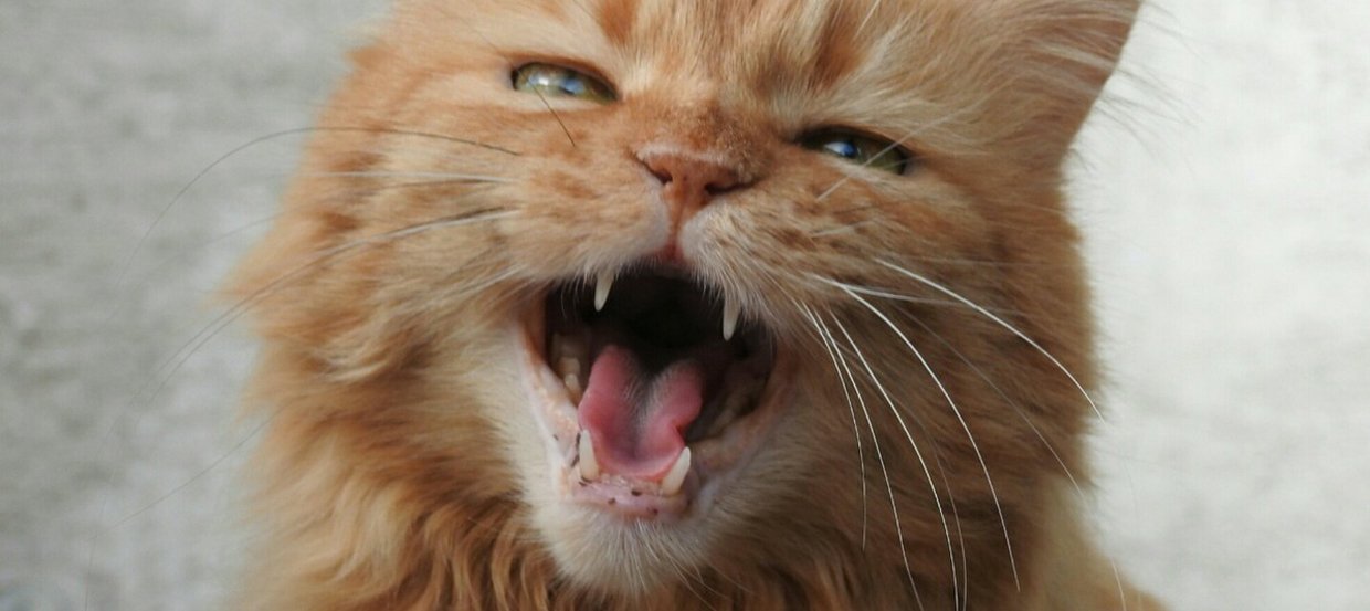  Miauczenie kota: jak zinterpretować kocie odgłosy?
