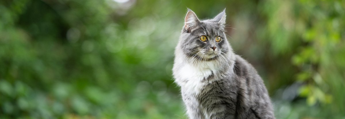 Kot norweski leśny – portret rasy 