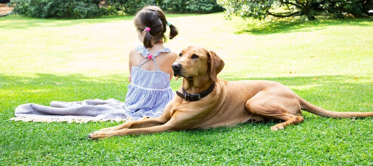Psy rodzinne: Jakie rasy dla dzieci?