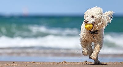 Nad morze z psem: plaża nie tylko dla ludzi