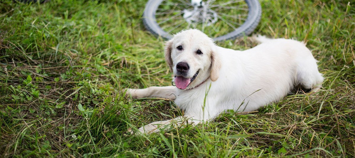 Pies na rowerze – o czym powinieneś pamiętać?