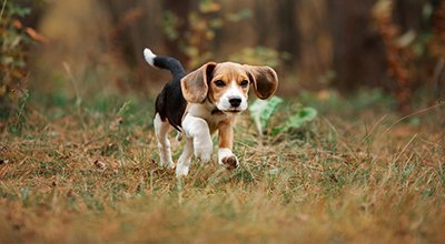 Beagle: zawadiaka o gołębim sercu