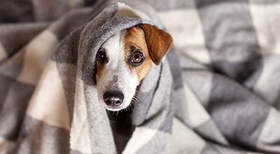 Pies sam w domu: jak przyzwyczaić zwierzaka do samotności?