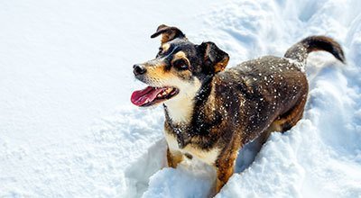 Pies zimą: co zrobić, kiedy psu jest zimno