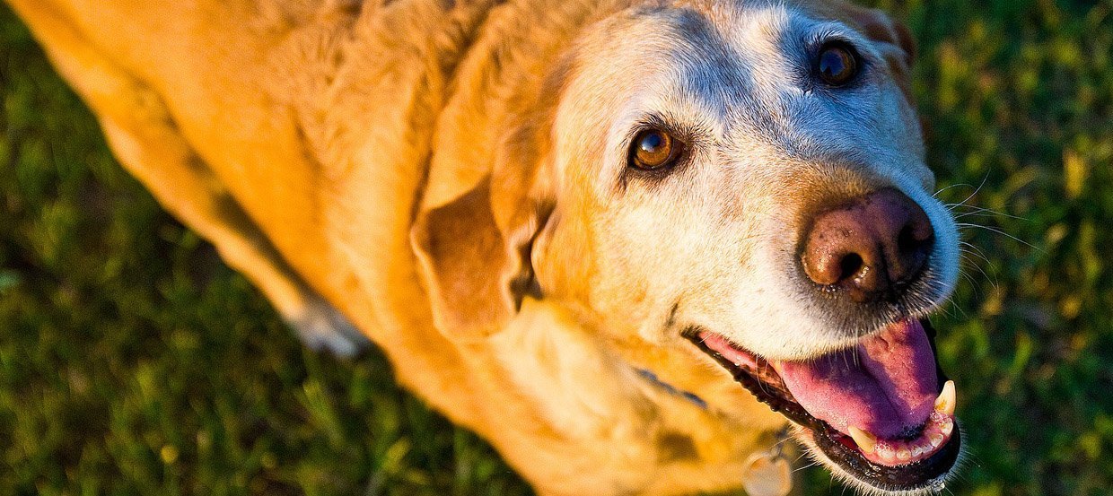 Karma dla starszego psa – co powinien jeść pies senior?