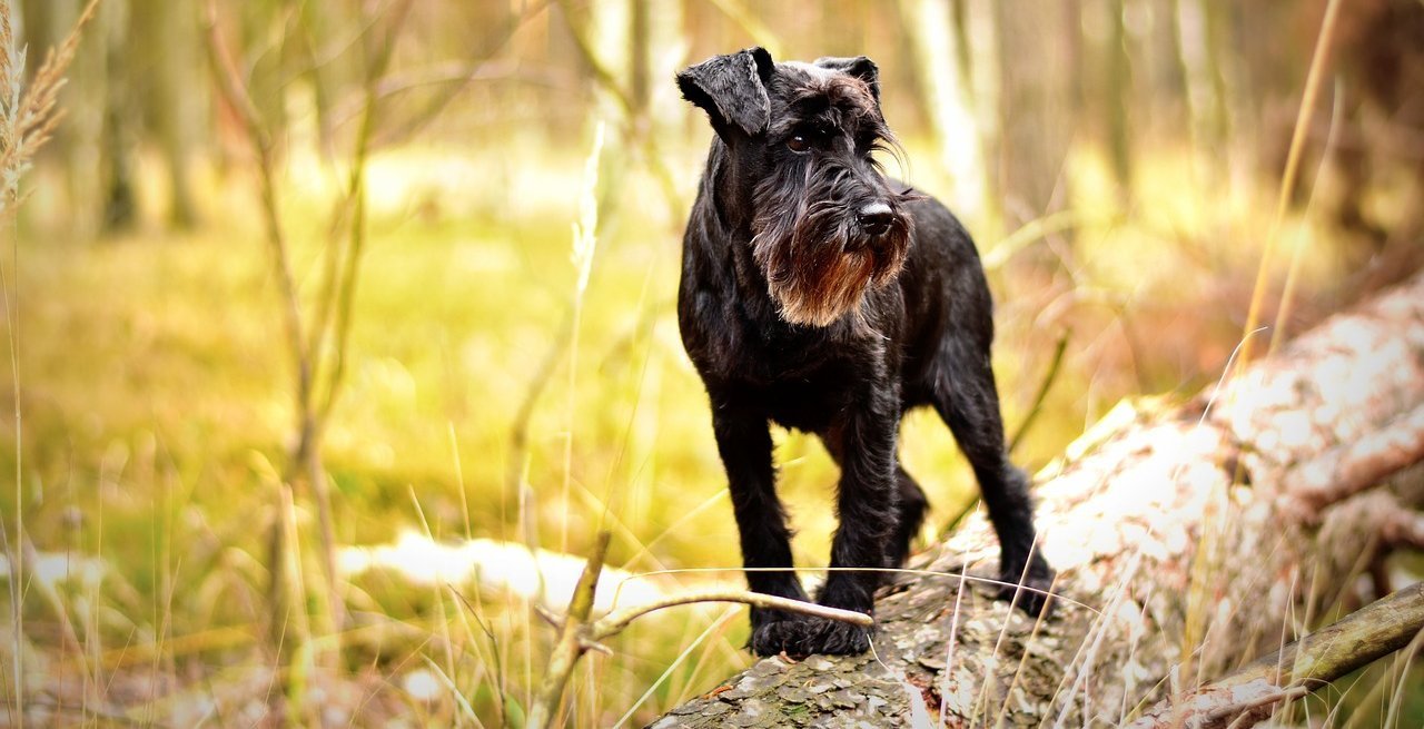 Sznaucer – aktywny pies dla każdej rodziny