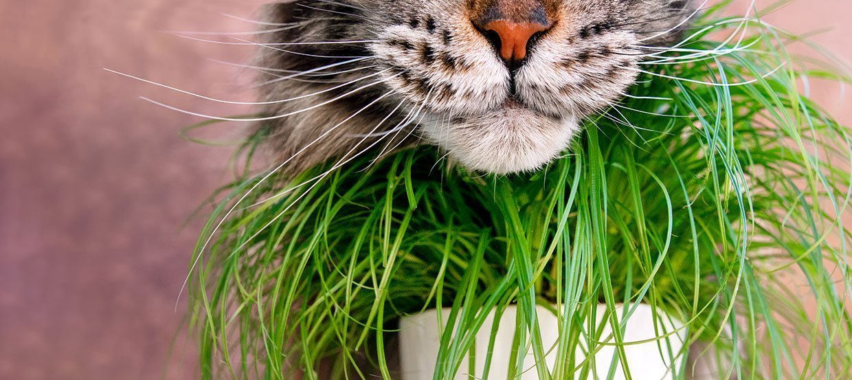 Trawa dla kota: nieodzowny składnik diety