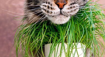 Trawa dla kota: nieodzowny składnik diety