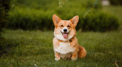 Corgi: mały wielki pies