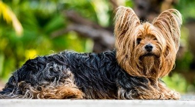 Yorkshire terrier: maluch o lwim sercu