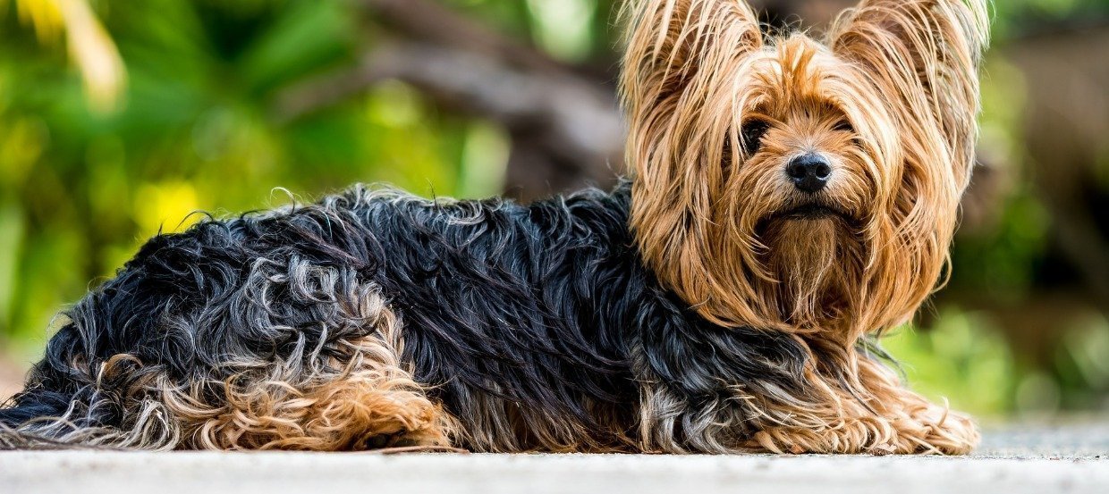 Yorkshire terrier: maluch o lwim sercu