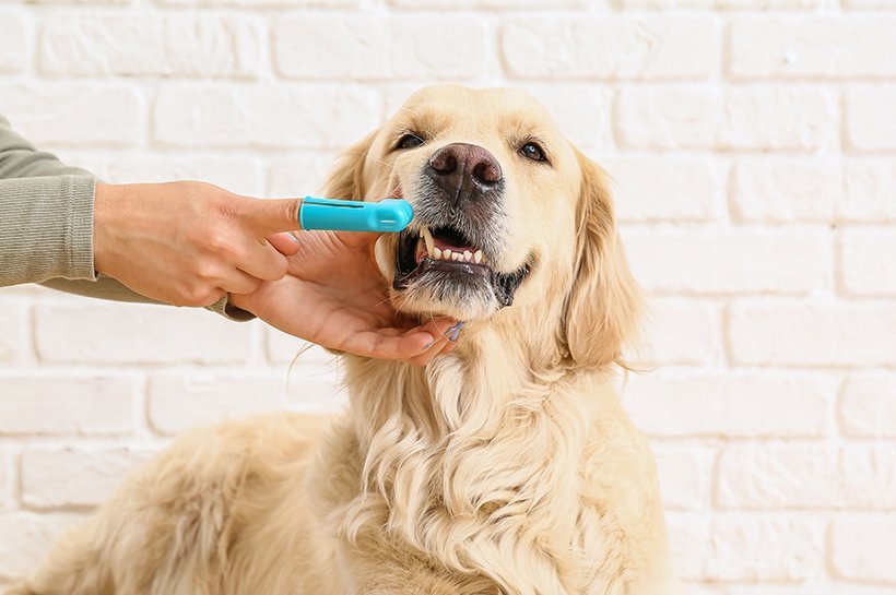 Pies i jego opiekunka, czyszcząca mu zęby.