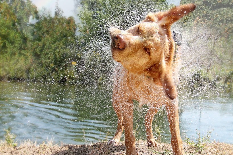 Pies otrzepujący się na brzegu jeziora