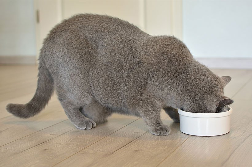 Szary kot jedzący z białej miski 