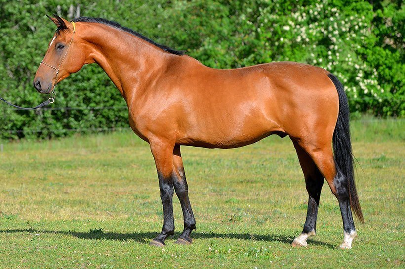 brązowy koń na łące