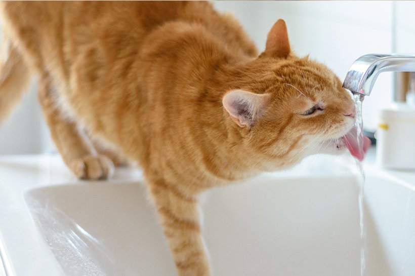 Rudy kot pijący wodę z kranu
