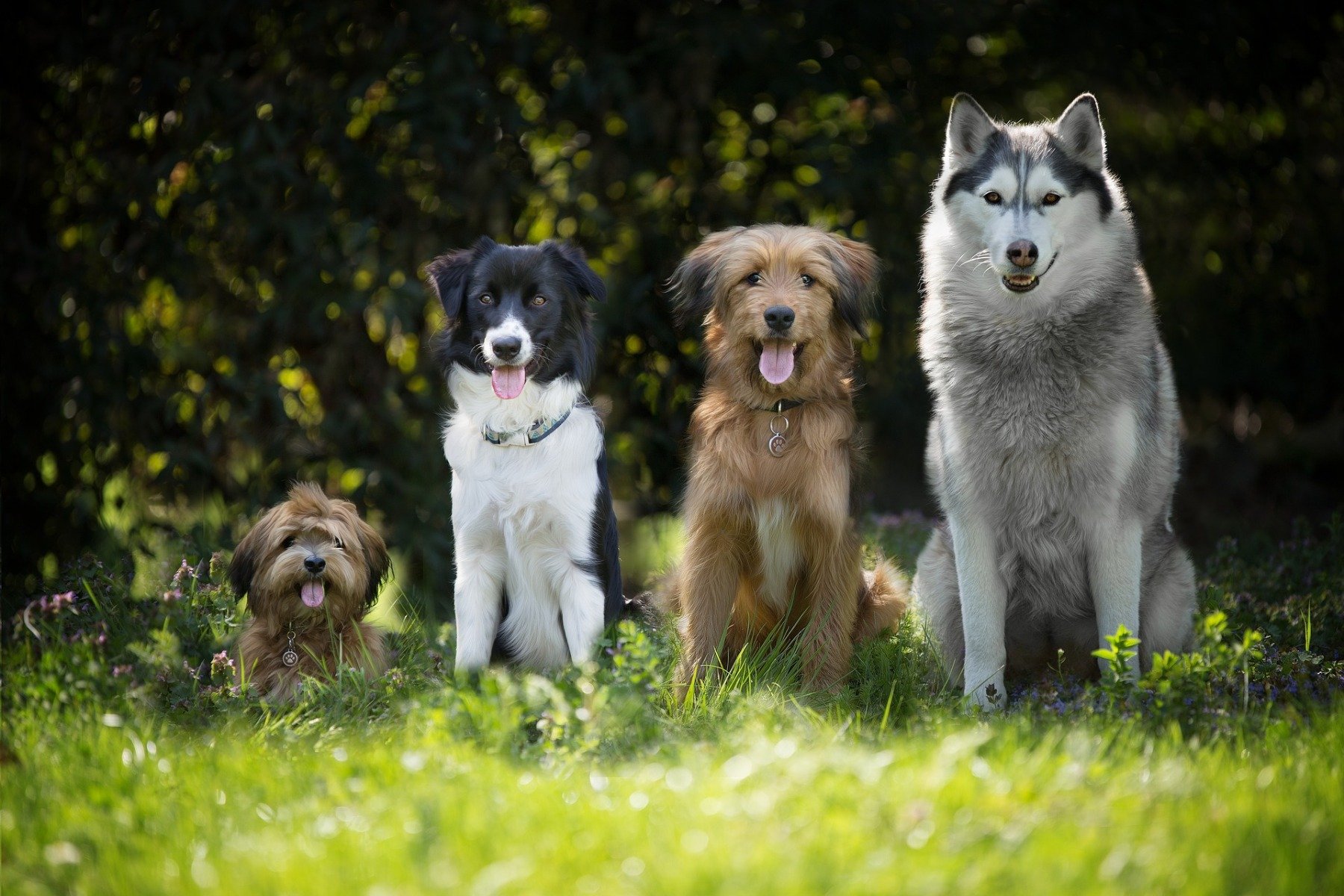 Cztery grzecznie siedzące psy.