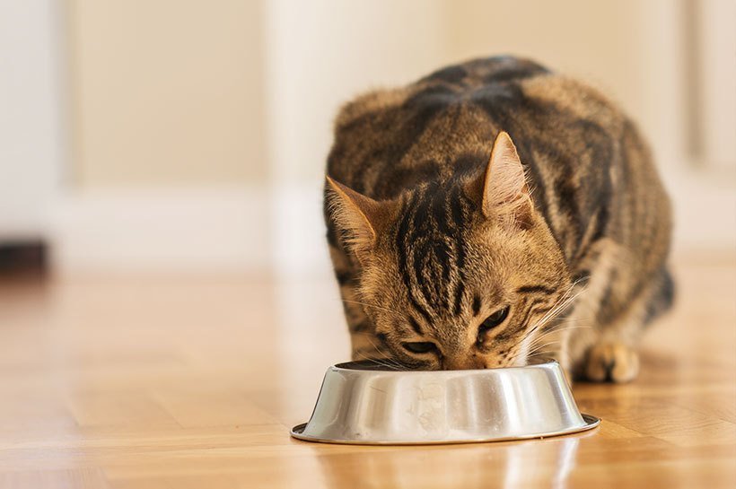 Kot pijący wodę z miski