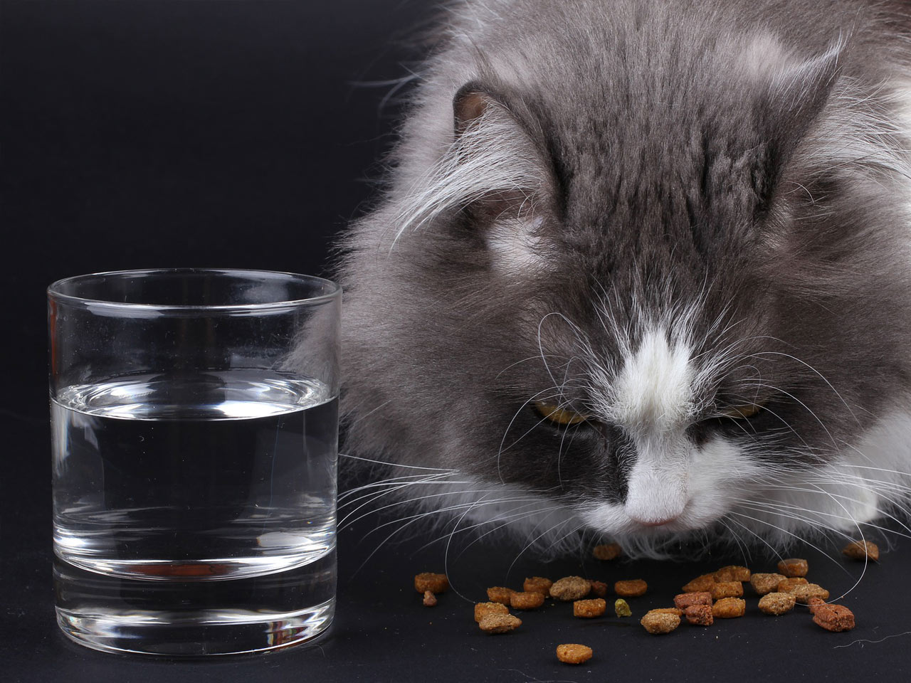 Szaro-biały kot spożywający suchą karmę obok szklanki wody.
