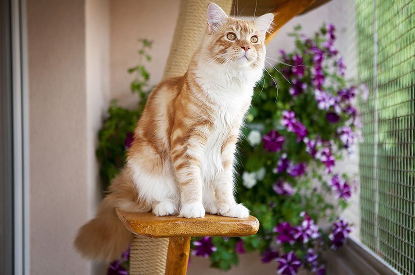 Rudo-biały kot rozglądający się po świecie siedząc na drapaku na balkonie