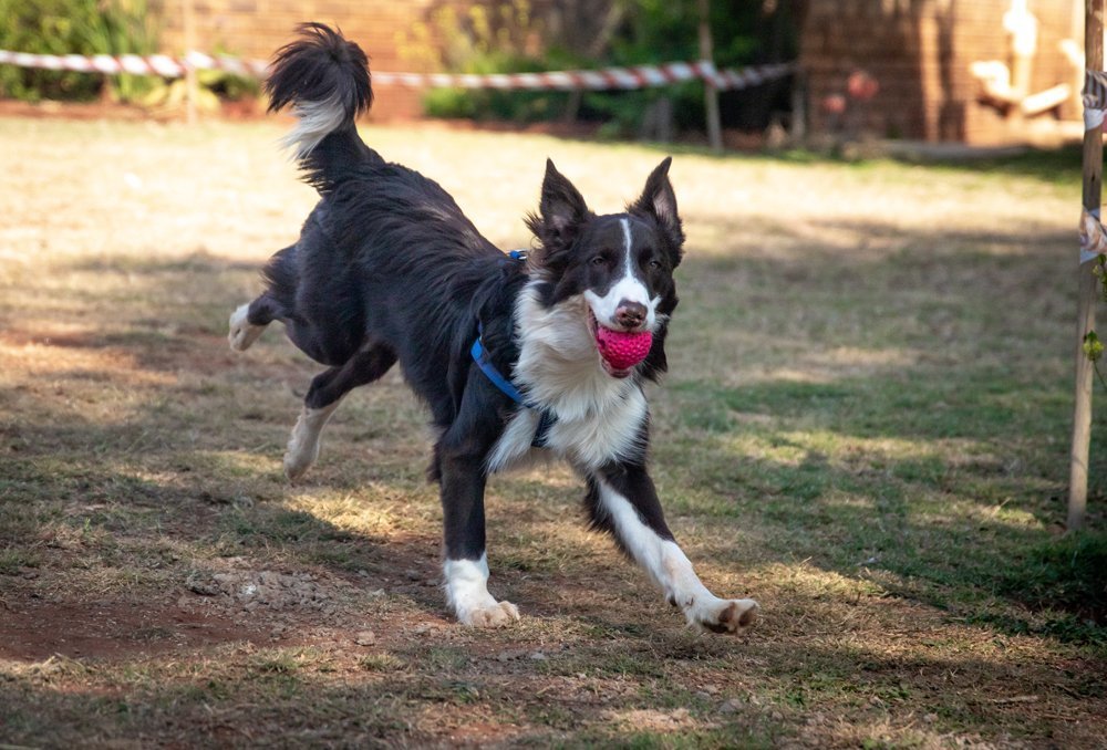 Czarno-biały border collie