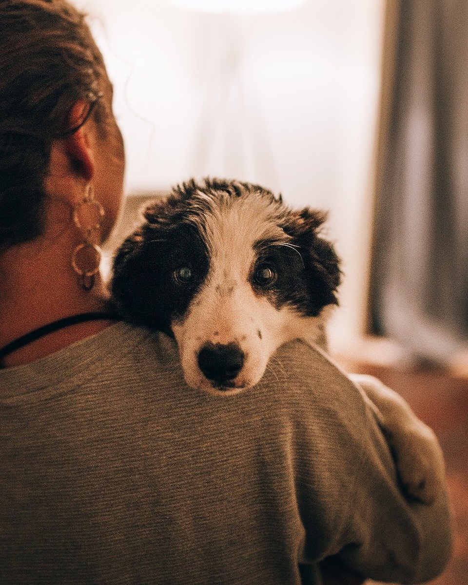 Szczeniak border collie