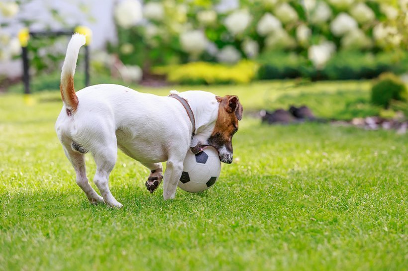 Pies bawiący się piłką na trawie 