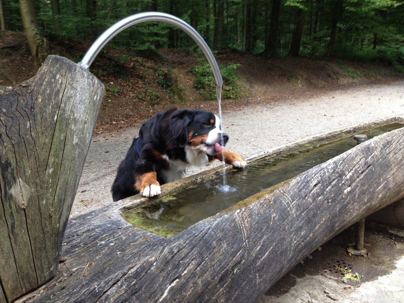 Pies pijący wodę