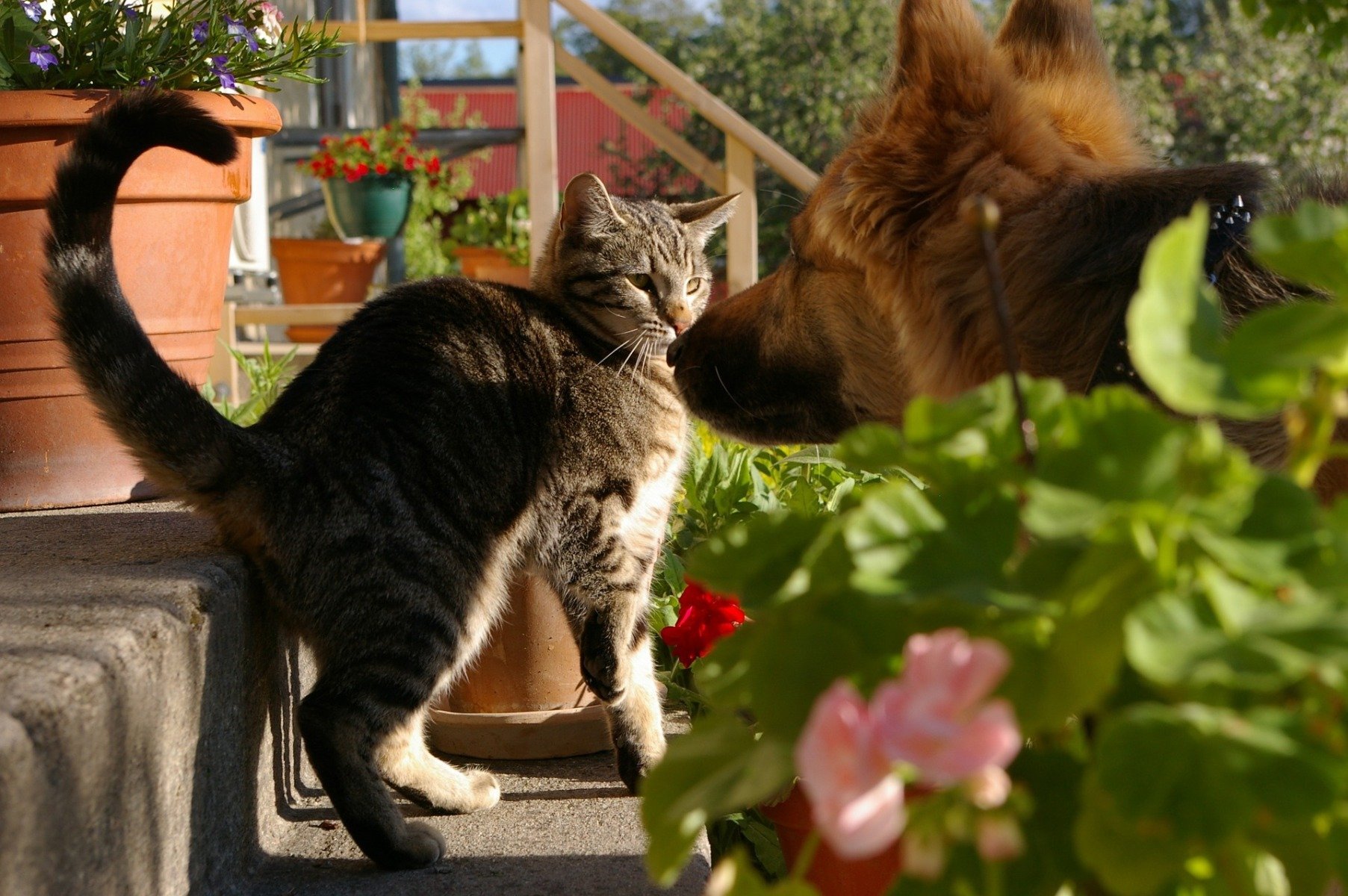 Pies z kotem w ogrodzie