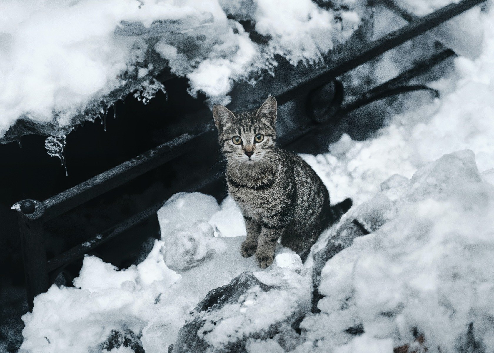 Szary kot siedzący w śniegu.