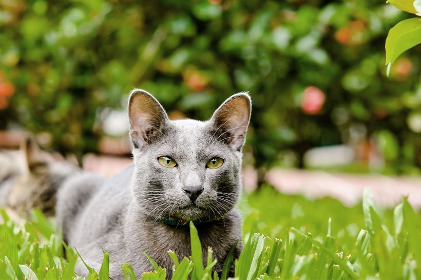 Srebrno-błękitny kot korat podczas zabaw w ogrodzie