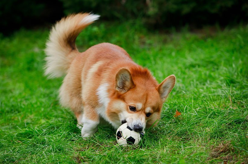 Rudy Welsh Corgi z piłką 