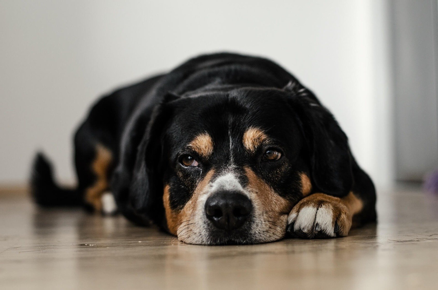 Smutny pies leżący na podłodze