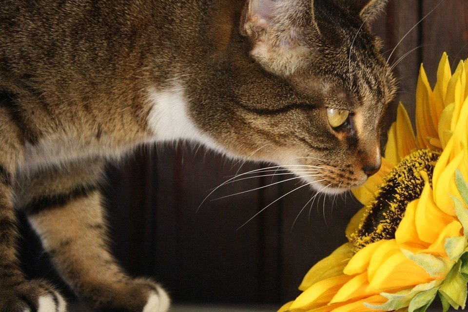 Pręgowany kot wąchający kwiat słonecznika