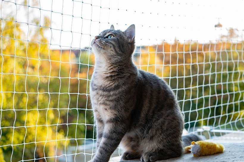 Szary kot siedzący na parapecie balkonu zabezpieczonego siatką