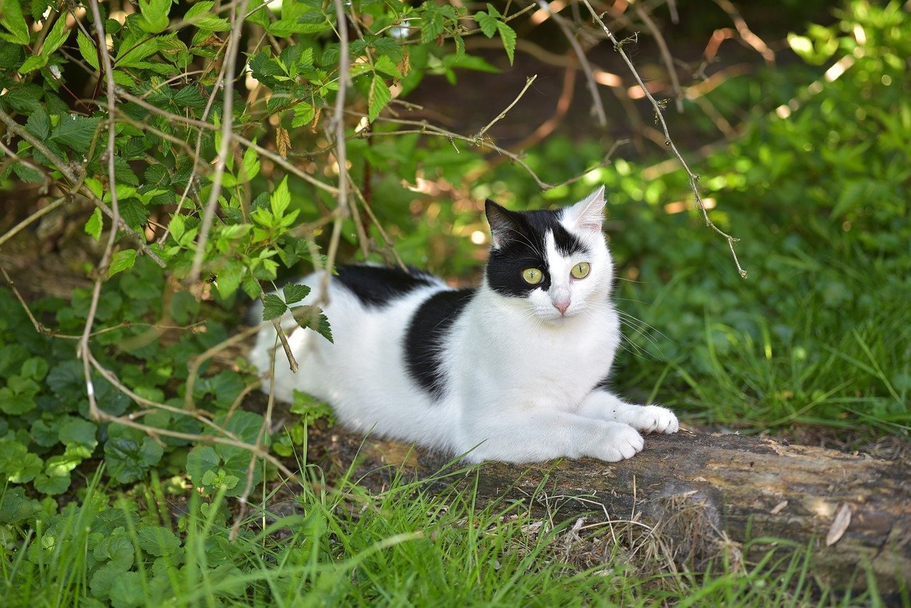 Czarno- biały kot leżący na pniu w lesie