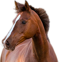 Koń
