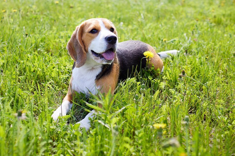 Pies beagle na łące
