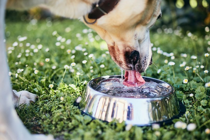 Pies pije wodę z miski na trawie.